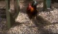 dr dolittle 3-avi_452.jpg